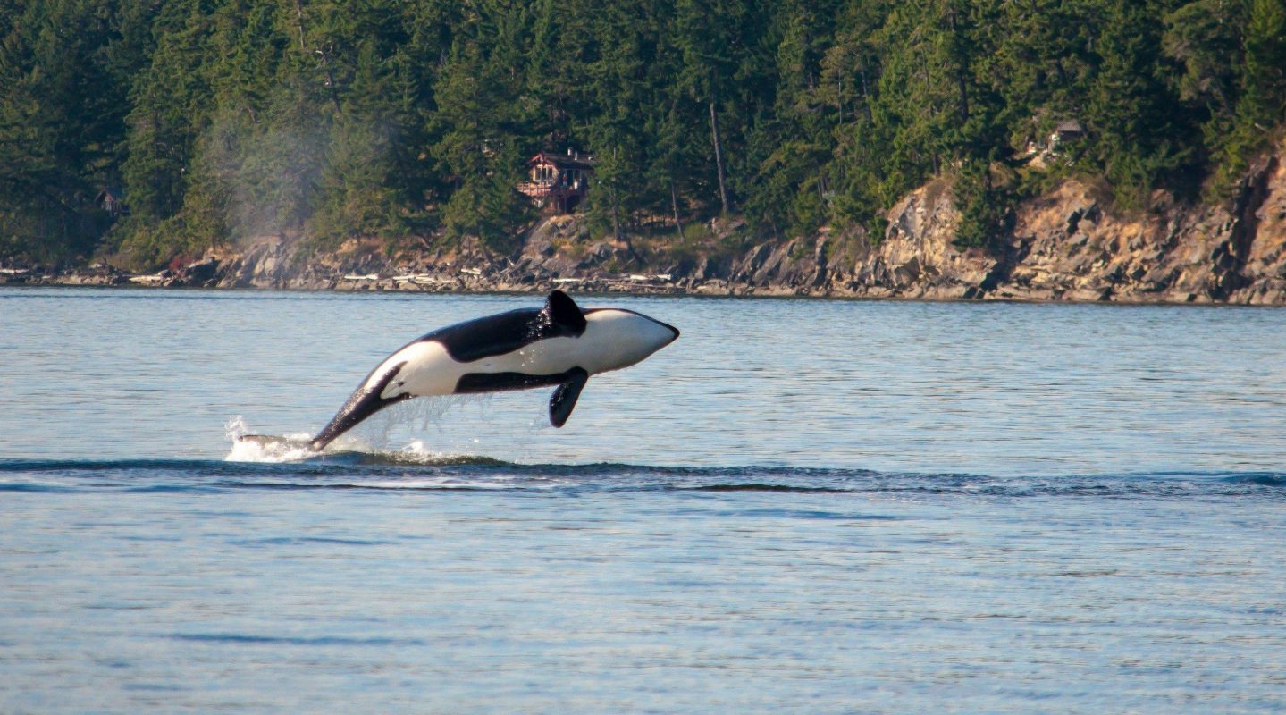 Vancouver Island Hotel